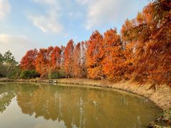 -上海海湾国家森林公园