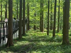 -黄海国家森林公园