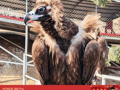 -西霞口神雕山野生动物世界