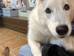 -柯斗斗主题餐厅·狗咖·围炉煮茶·茶饮(国瑞升平里店)