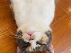 -有猫主题·治愈系猫咖(曾厝垵店)