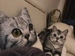 -喵zoo家庭繁育猫舍(尖东智能花园店)