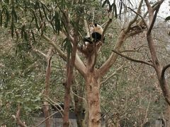 -都江堰中华大熊猫苑