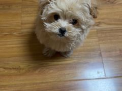 -瑞派宠物医院·犬猫全科·猫友好(宾水西道店)