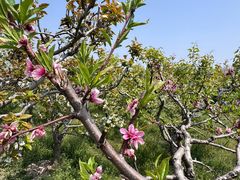 -南汇桃花村