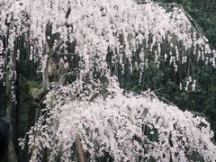 -奈良公园