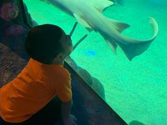 -悉尼海洋生物水族馆