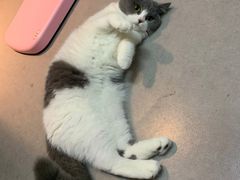 -御宝贝·A梦猫科宠物医院(国际猫友好医院)