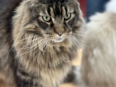 -鼓捣猫呢主题猫咖店