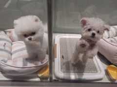 -momokira米努特·德文卷毛猫·棉花面纱犬