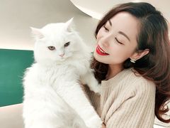 -飞行喵MR PILOT|猫舍·猫咖(静安大融城店)