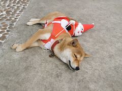 -柴犬高等学院·狗咖·柴犬售卖·宠物训练