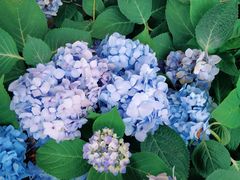-浩海火燒雲傣家菜(静安芮欧店)