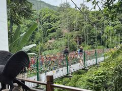 -西双版纳原始森林公园