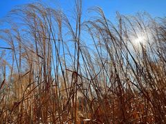 -野鸭湖国家湿地公园