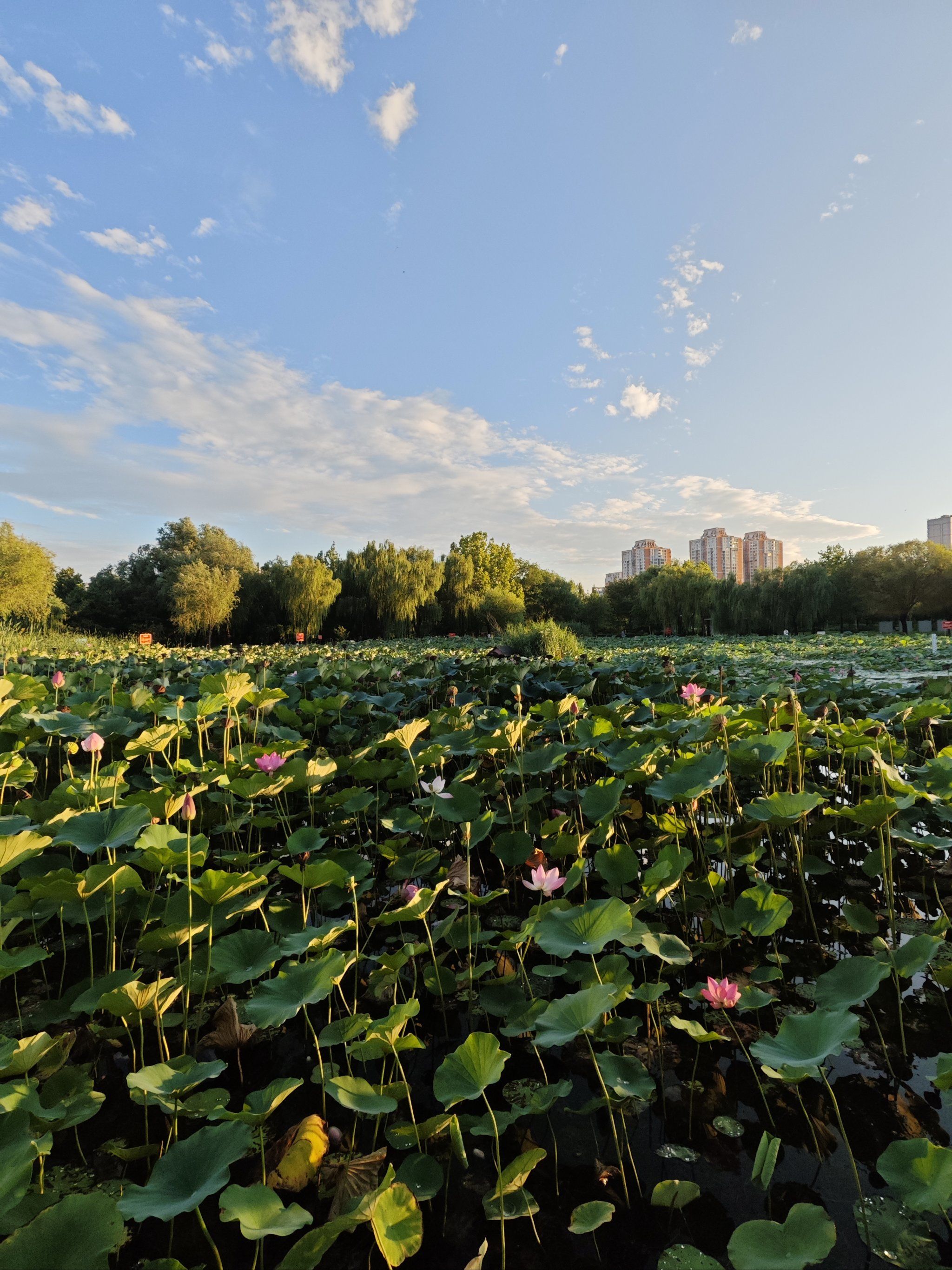 n👉🏻镜头拉远拍全景
👉🏻中景拍荷塘,让荷花池充满整个