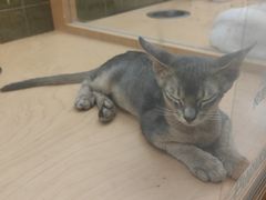 -帕帕拉兹宠物(亚洲旗舰店)