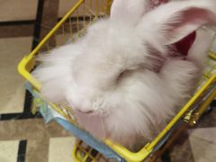 -猫色咖啡·猫咖