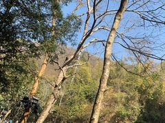 -西双版纳原始森林公园