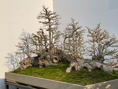-深圳仙湖植物园