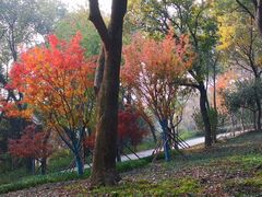 -上海市保健医疗中心