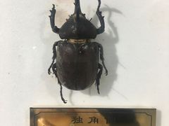 -上海昆虫博物馆