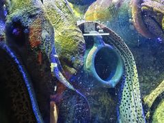 -太平洋海底世界