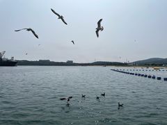-海驴岛(荣成市)