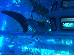 -成都浩海立方海洋公园