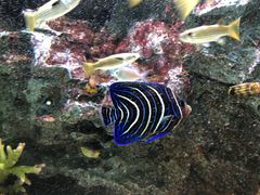 -暹罗海洋世界