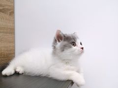 -屋虎猫馆(宝安大仟里店)