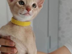 -猫十亿·布偶金渐层·曼基康矮脚猫舍(青年路店)