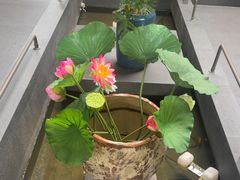 -单家老院·院子里的青岛菜(沙子口店)
