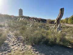-金塔沙漠胡杨林景区