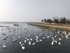 -烟墩角天鹅湖