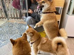 -柴犬高等学院·狗咖·柴犬售卖·宠物训练