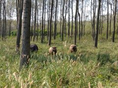 -黄海国家森林公园