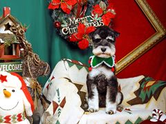 -超宠爱宠物摄影-Super pet