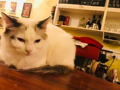 -猫色咖啡·猫咖