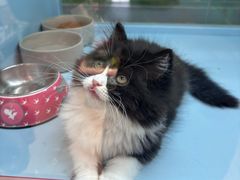 -FAELING PETS美天灵宠物(合生汇店)