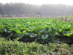 -合肥滨湖国家森林公园