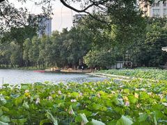 -荔湾湖公园