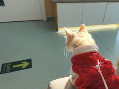 -瑞派·关忠动物医院·猫专科·犬专科(三环新城店)