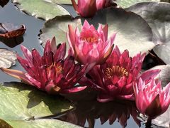 -国家植物园南园