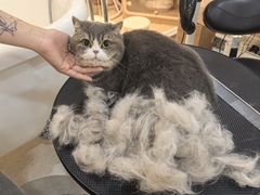 -momokira米努特·德文卷毛猫·棉花面纱犬