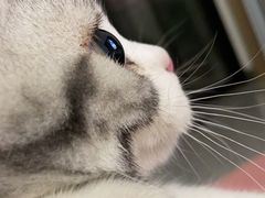 -lincat·猫舍(广州店)