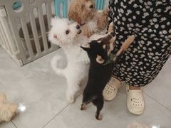 -柴犬小屋·柴餐厅·狗咖食堂(金鼎广场店)