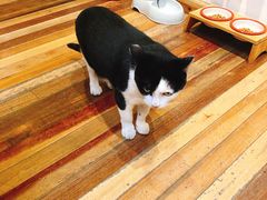 -猫的天空之城概念书店(杭州南宋御街店)