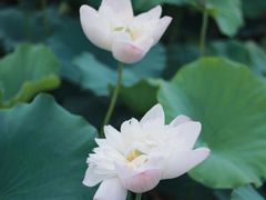 -荷塘月色湿地公园·向阳花洲