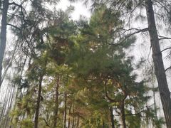 -合肥滨湖国家森林公园